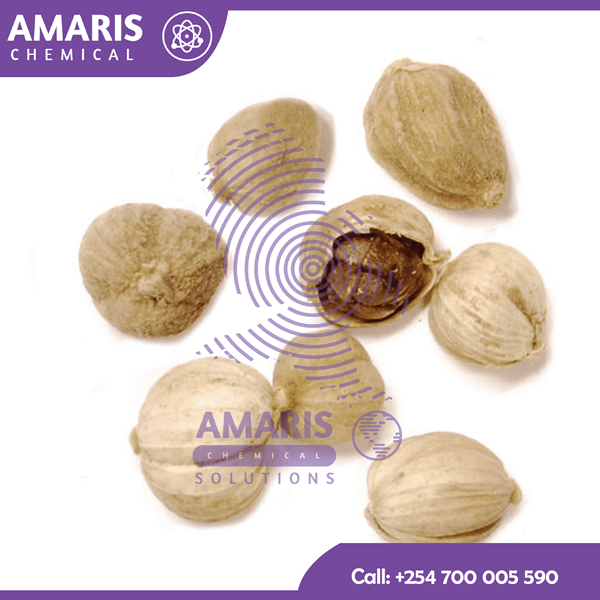 White cardamom